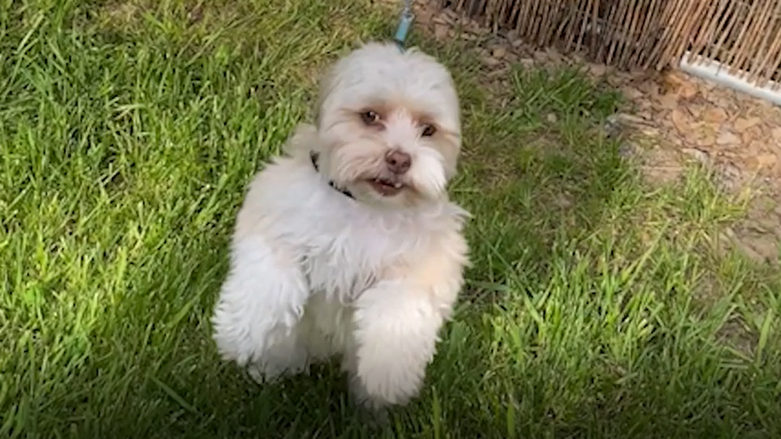 Sonntagszeitung - Haustier mit Aggression - Mein kleiner Problemhund